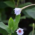 Mirabilis longifolia